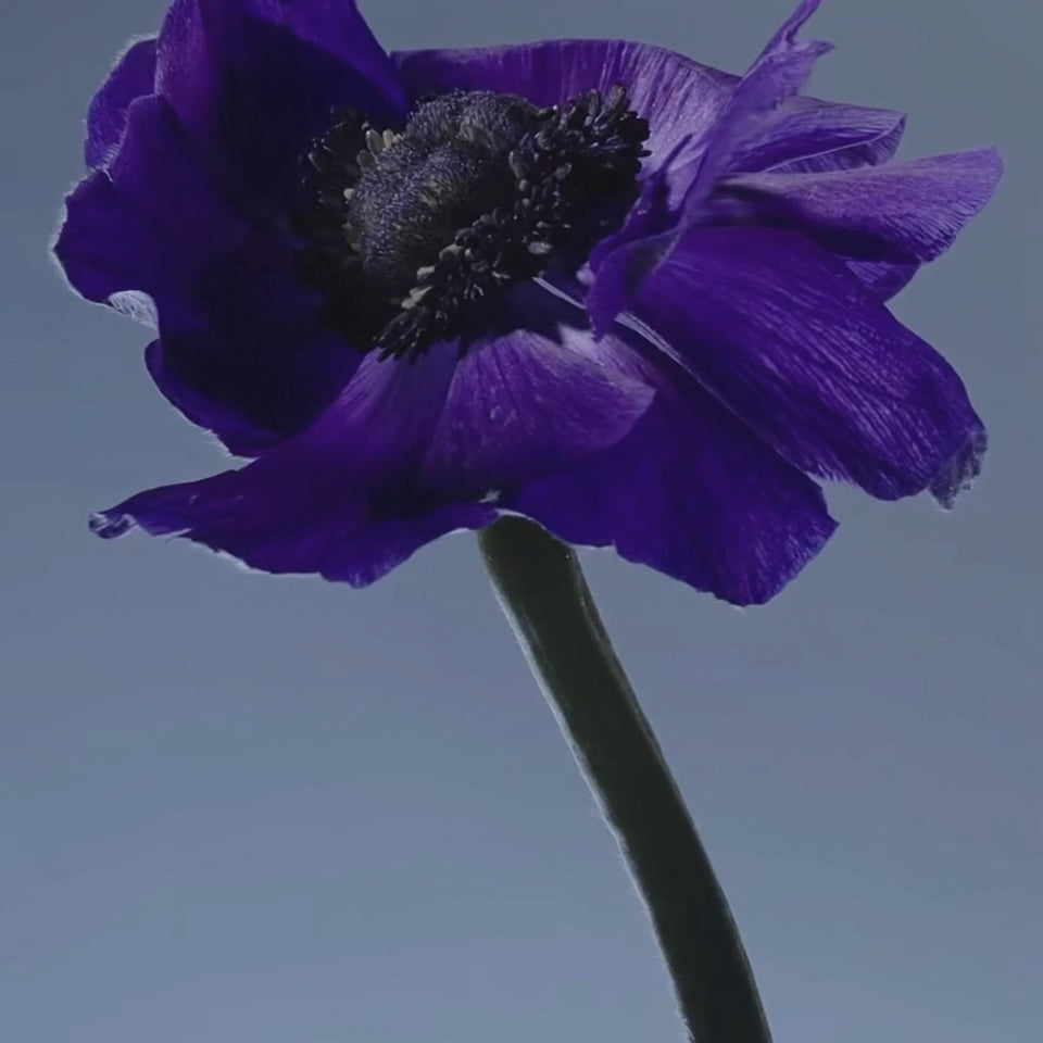 Âme de Fleur - Liquides Imaginaires